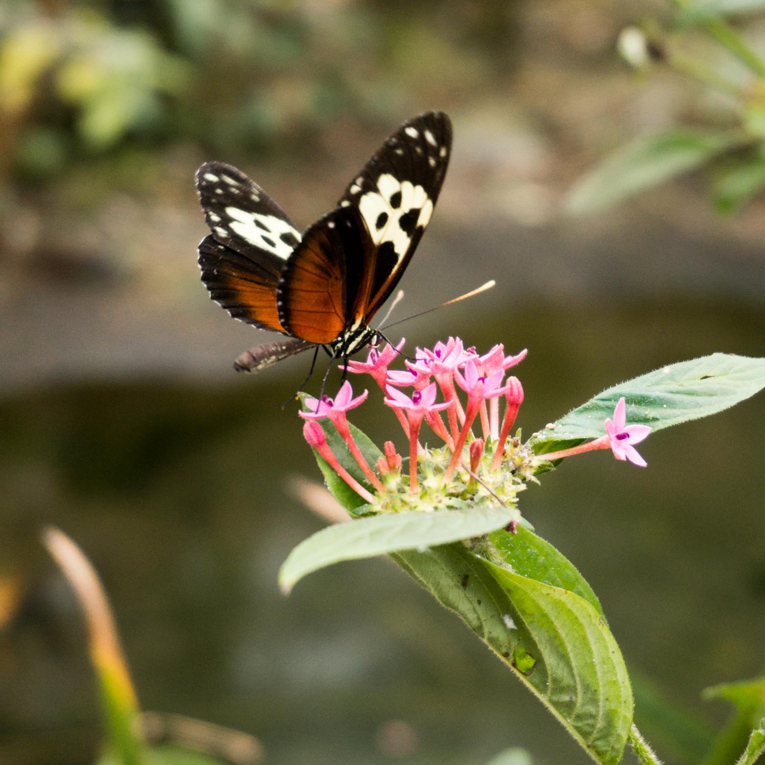 Butterfly Sanctuary Devon