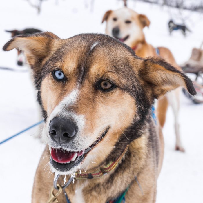 Tromsø – dog sledding