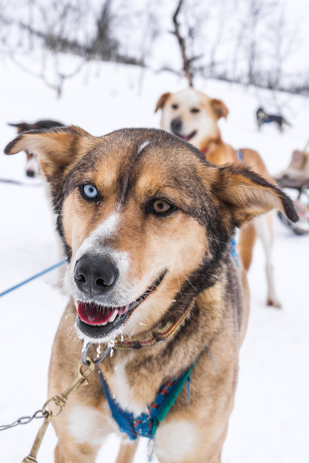 Tromsø – dog sledding
